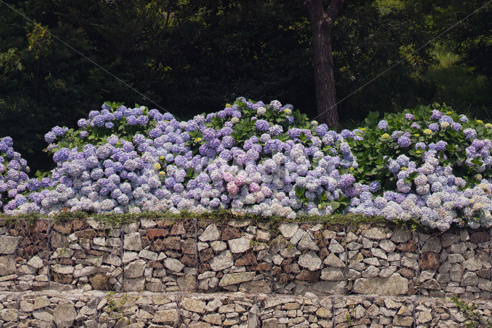 수국,꽃,보라색,연보라,hydrangea,식물,자연,plants,nature,꽃,flower