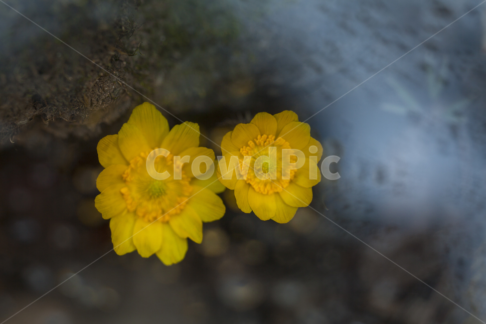 spring flowers,Bokseokcho,new spring,bokeh,Emotional flower photo