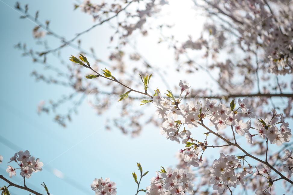 벚꽃,봄,cherryblossom,꽃,flower,식물,햇살