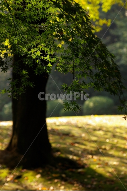 빛,단풍,maple,단풍나무,나무,햇빛,sunshine,tree,초록,연두,green,식물,자연,plants,nature,나무,trees,wood