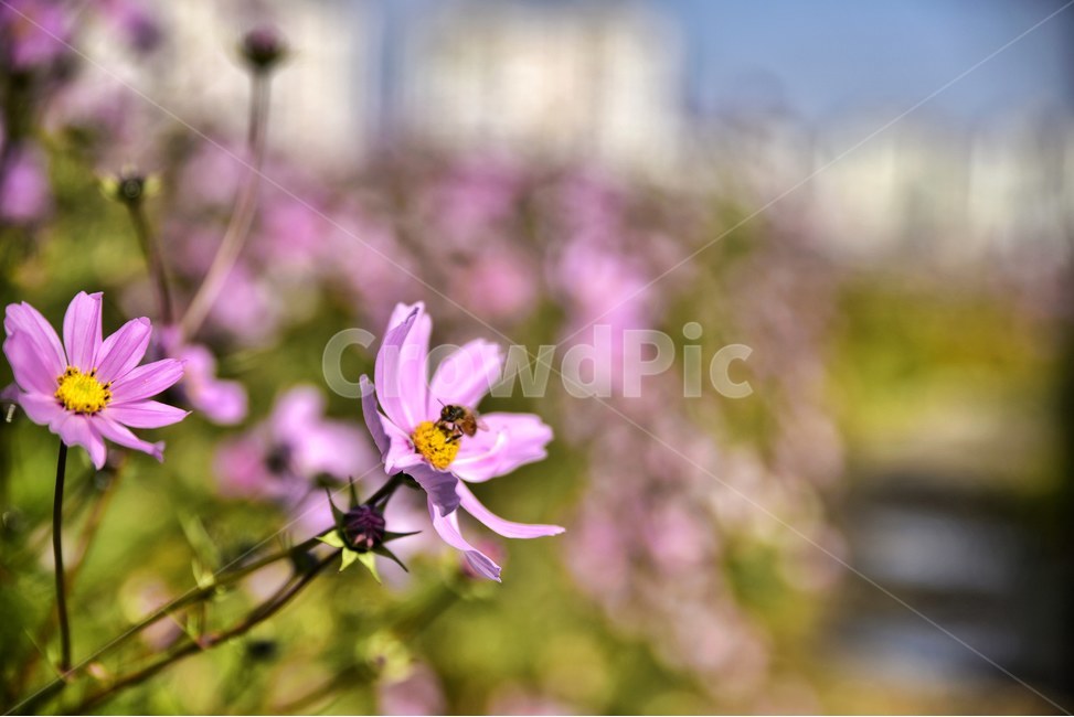 꽃,코스모스,벌,산책,산책로,가을,계절,fall,autumn,season,식물,자연,plants,nature,꽃,flower,동물,animal,곤충,벌레,insect,bug,plant
