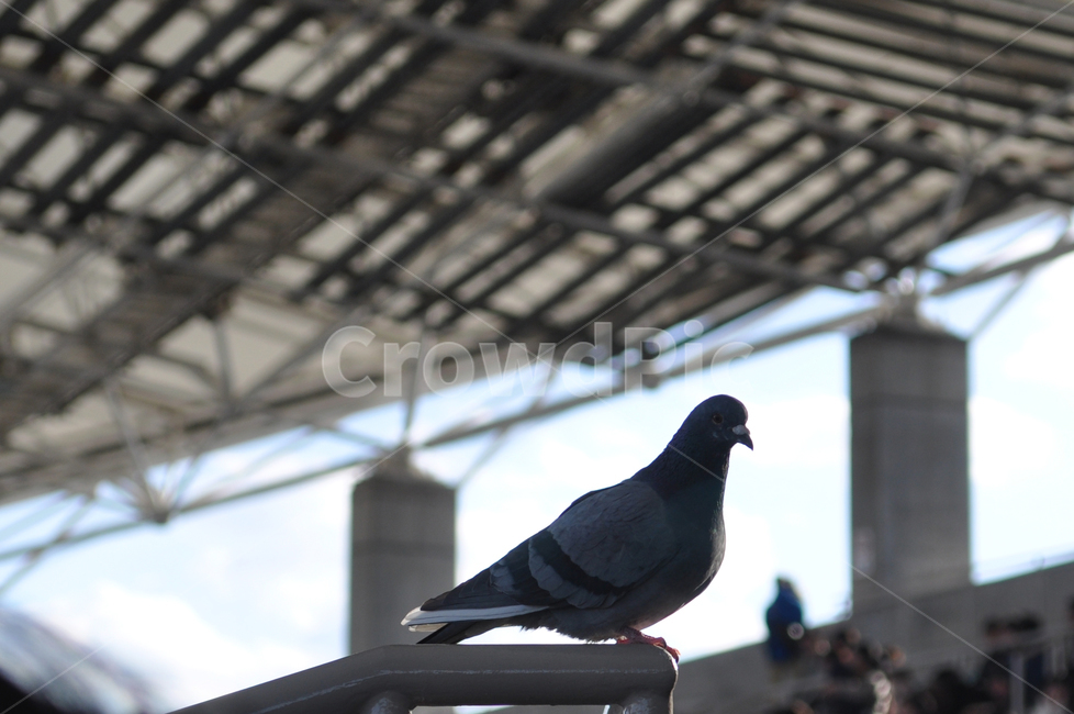 비둘기,새,조류,동물,날개,동물,animal,조류,새,birds