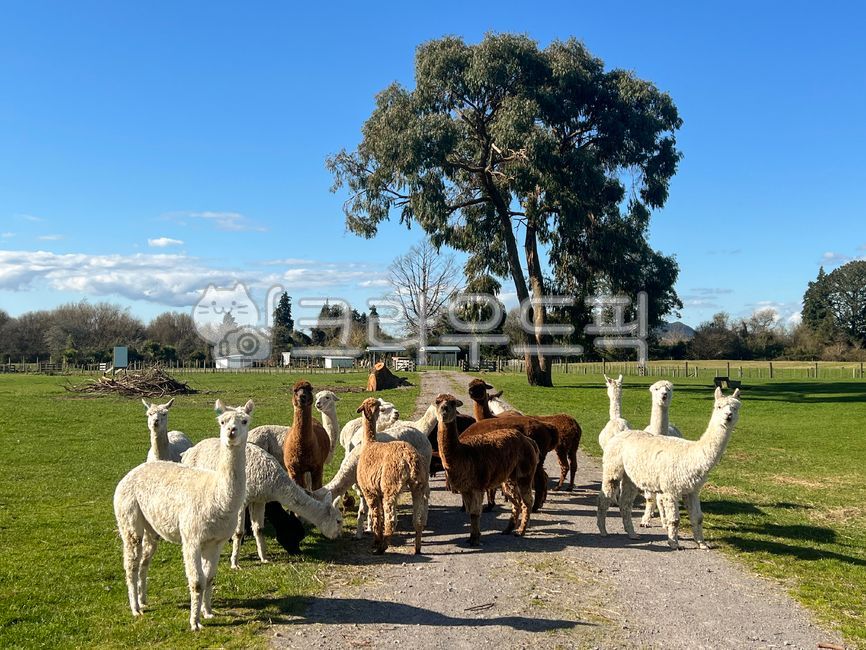 뉴질랜드,알파카,라마,알파카농장,농장,농장체험,동물,귀여운,털,동물원,자연,나무