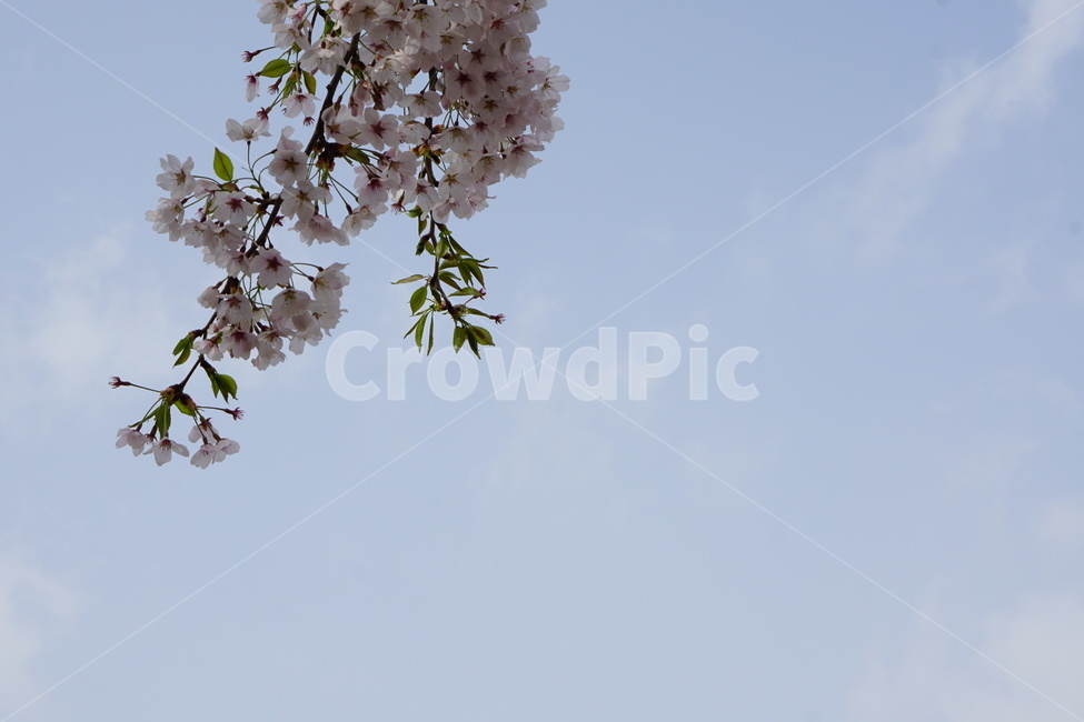 벚꽃,꽃,하늘,여백,봄,공간,설레임,봄,계절,spring,season,식물,자연,plants,nature,꽃,flower,plant,blossom