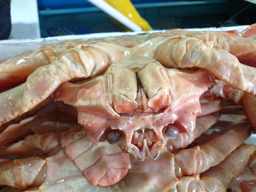 음식,대게,해산물,갑각류,게,음식,식재료,요리,food,cook,meal,dishes,food reserves,수산물,해산물,fishery products,seafood