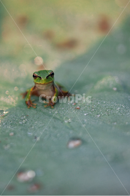 개구리,양서류,청개구리,동물,flog,동물,animal,파충류,양서류,reptile,amphibian