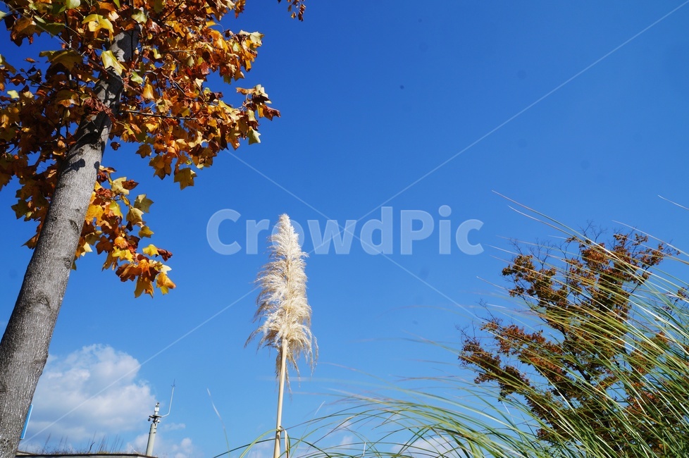 가을하늘,억새,부드러움,청명,맑음,갈대,공활,파란하늘,가을,계절,fall,autumn,season,grass,잔디,plant,식물
