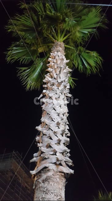 야자수,나무,야자수나무,제주도,밤,자연,wood,plants,trees