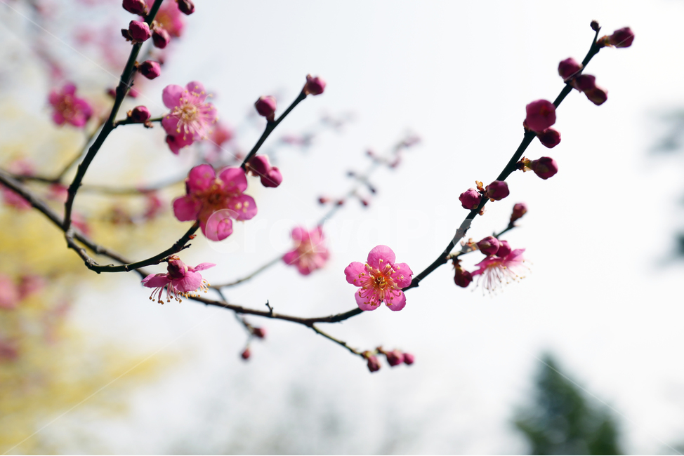 red plum blossom,spring flowers,flowerx,plum blossom,flower