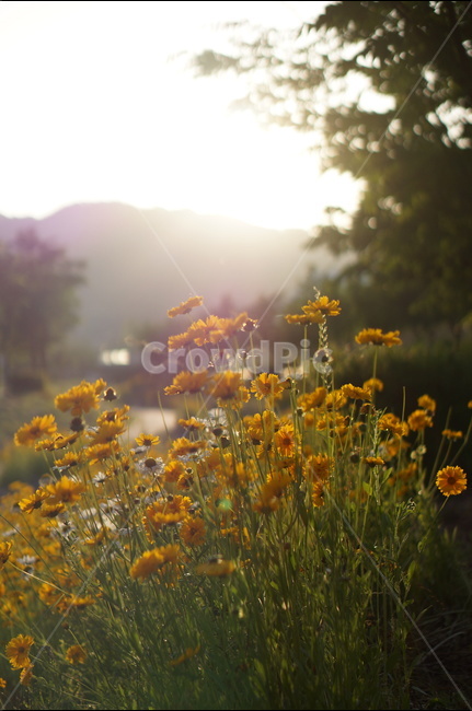 금계국,꽃,노랑,햇살,빛,오후,식물,자연,plants,nature,꽃,flower