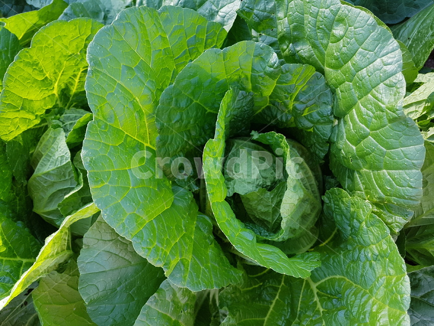 배추,채소,농사,초록,생산,식물,plant,food,야채,채소,야채,vegetables