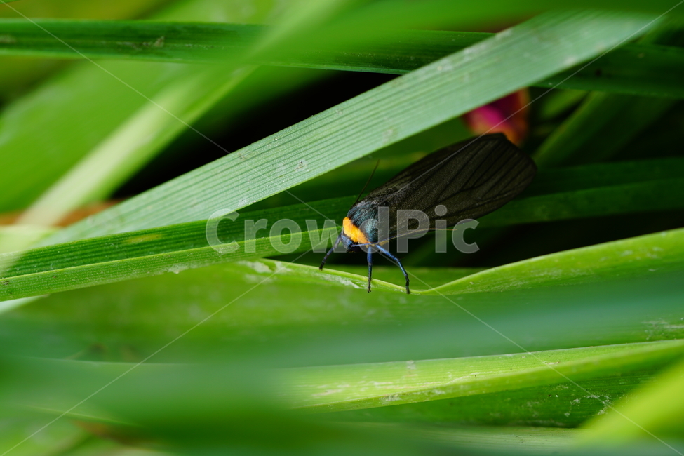 목도리불나방,곤충,벌레,자연,풀,paraonastaudingeri,insect,bug,nature,나방,곤충,벌레,insect,bug
