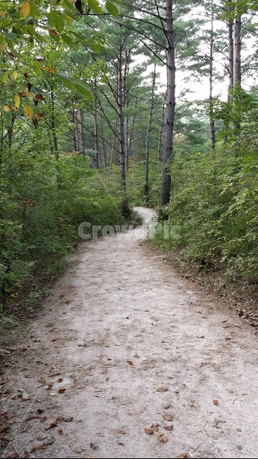 자연,여유로움,산책,힐링,숲길,흙길