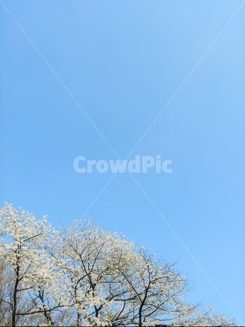 벚꽃,벚꽃나무,달,cherryblossoms,봄,바탕화면,꽃,행복,하늘,구름,풍경,경치,맑음,sky,bluesky,landscape,배경화면,봄,계절,spring,season,plant,식물