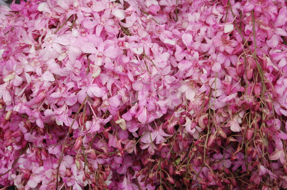 꽃시장,꽃잎,꽃,petal,flower,blossom,꽃,flower