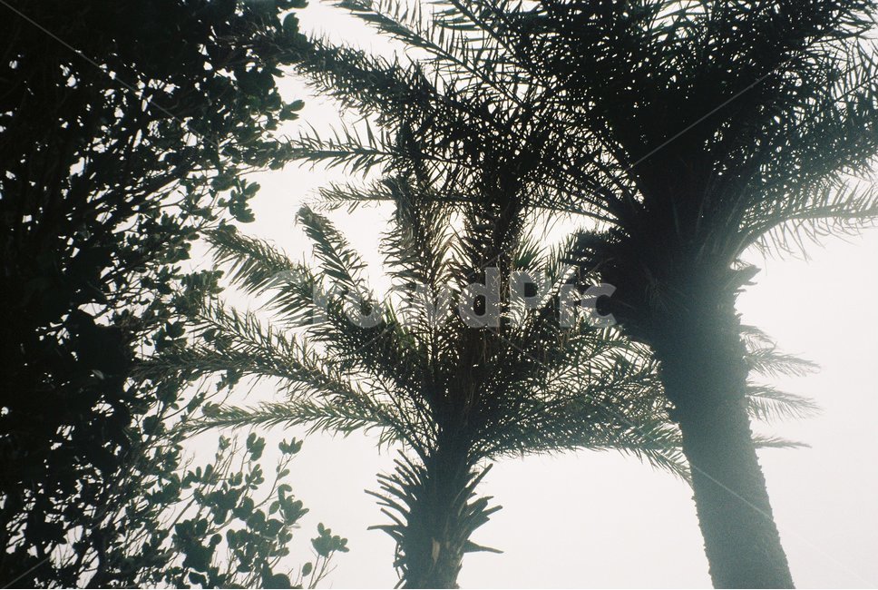 야자수,나무,자연,야자나무,야자수나무,palmtree,tree,식물,자연,plants,nature,나무,trees,wood