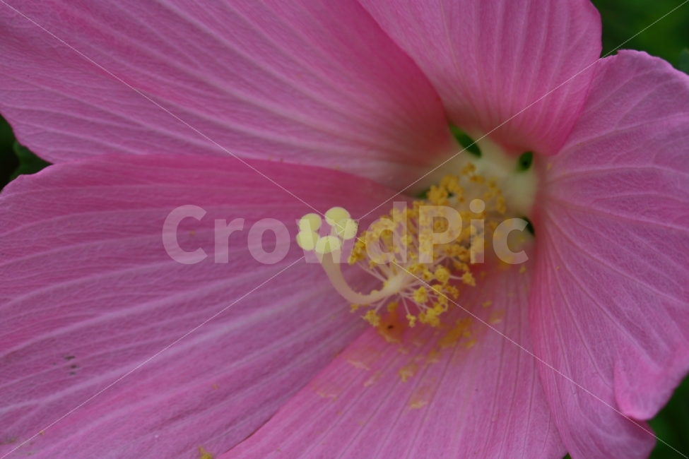 무궁화꽃,나주산림자원연구소,접사,메크로렌즈,나주여행,식물,자연,plants,nature,꽃,flower