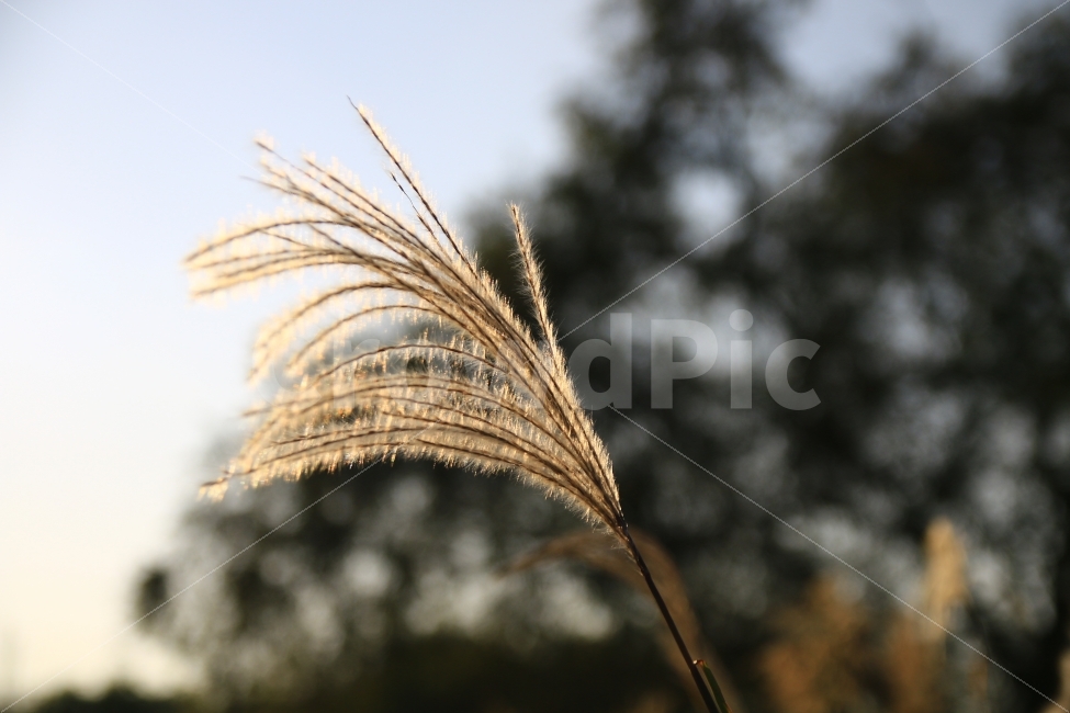 식물,억새,풍경,풍경사진,강가,구경,아웃포커스,배경날림,가을,계절,fall,autumn,season,식물,자연,plants,nature,감성,sensible,feeling,grass,잔디,plant,lawn,reed,갈대