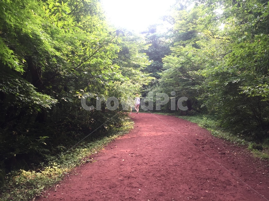 자연,풍경,landscape,nature,휴식,rest,season,summer,jeju,산책,숲길,나무,산책로,황토길,여름,제주도