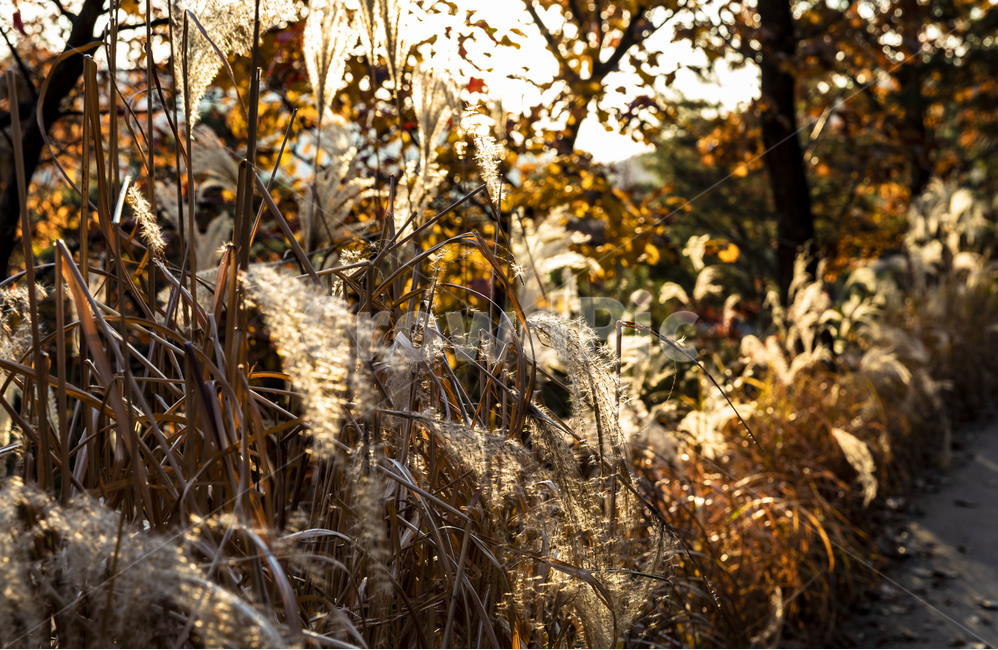 갈대,가을,계절,억새,자연,식물,감성,햇빛,가을서정,가을,계절,fall,autumn,season,식물,자연,plants,nature,grass,잔디,plant