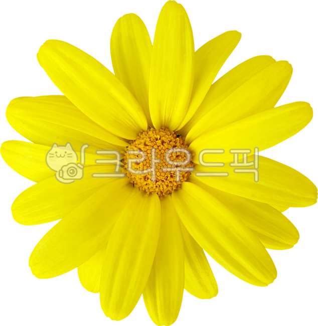 argyranthemumfrutescens,margueritedaisy,marguerite,yellow,chamomile,flower,thirsty margaret,petal,Chrysanthemum,chrysanthemum,parisdaisy,daisy