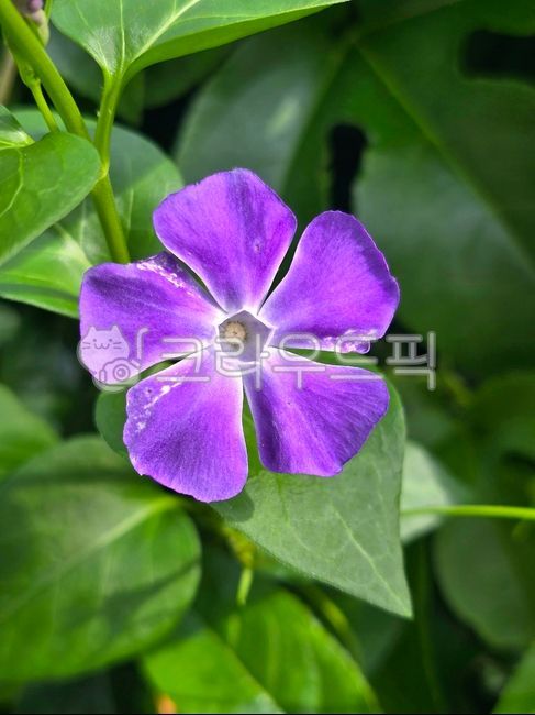 빈카,마삭줄,덩굴나무꽃,보라색꽃,봄에피는꽃,flower,꽃,petal,꽃잎