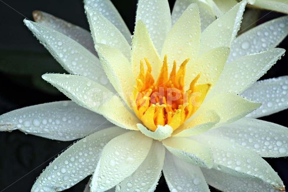 연꽃,인연,우아,진흙,힐링,영원회귀,불교,정화,귀의,미소,식물,자연,plants,nature,꽃,flower