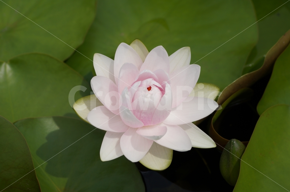 연꽃,연꽃축제,고성,꽃,꽃사진,식물,자연,plants,nature,꽃,flower