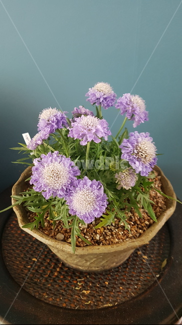 솔채,봄야생화,연보라색꽃,야생화,예쁜꽃,실내용화초,화분,화초,house plant
