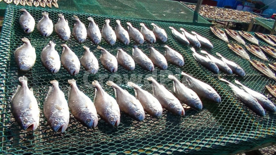 조기,생선류,어류,음식,바다생선,수산물,해산물,fishery products,seafood