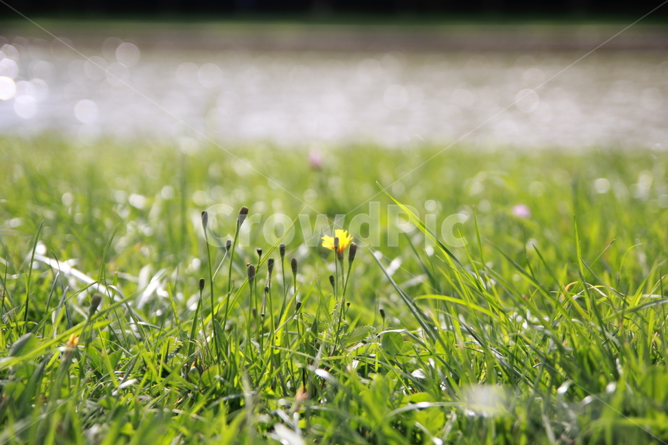 자연,강,풍경,풀,잔디,공원,식물,자연,plants,nature,휴식,힐링,rest,relaxation,healing
