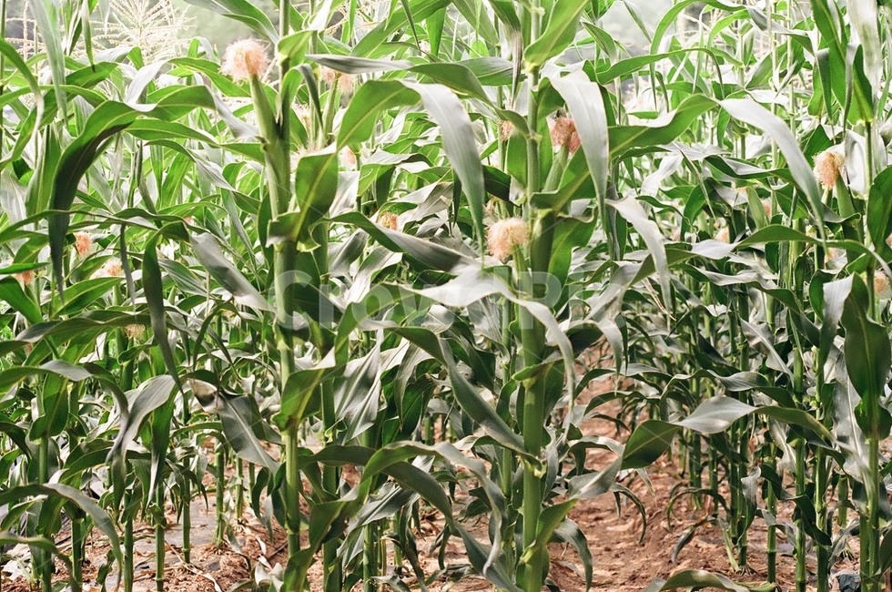 시골,옥수수밭,옥수수,plant,식물,식물,자연,plants,nature