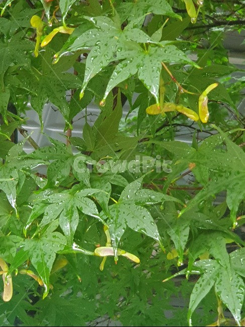 식물,단풍,잎,나무,비오는날,식물,자연,plants,nature