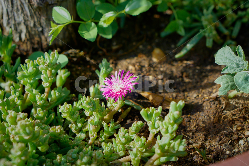 선인장,꽃,다육식물,생화,화분,들꽃,조화,flower,nature,자연,plant,Cactus,Succulents
