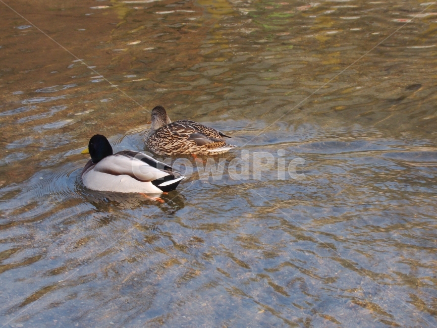 오리,한쌍,duck,거위,조류,동물,animal,조류,새,birds