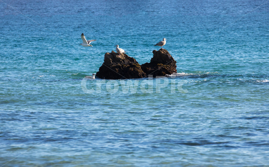 자연,풍경,경치,경관,바다,물,썰물,해수욕장,바위,하늘,형제바위,동해,파도,물결,아침,일출,암초,옥외,sea,nature,대양,ocean,water,promontory,shoreline,해안선,새,bird,동물,animal,갈메기,한국자연풍경,한국자연경관,korea nature landscape
