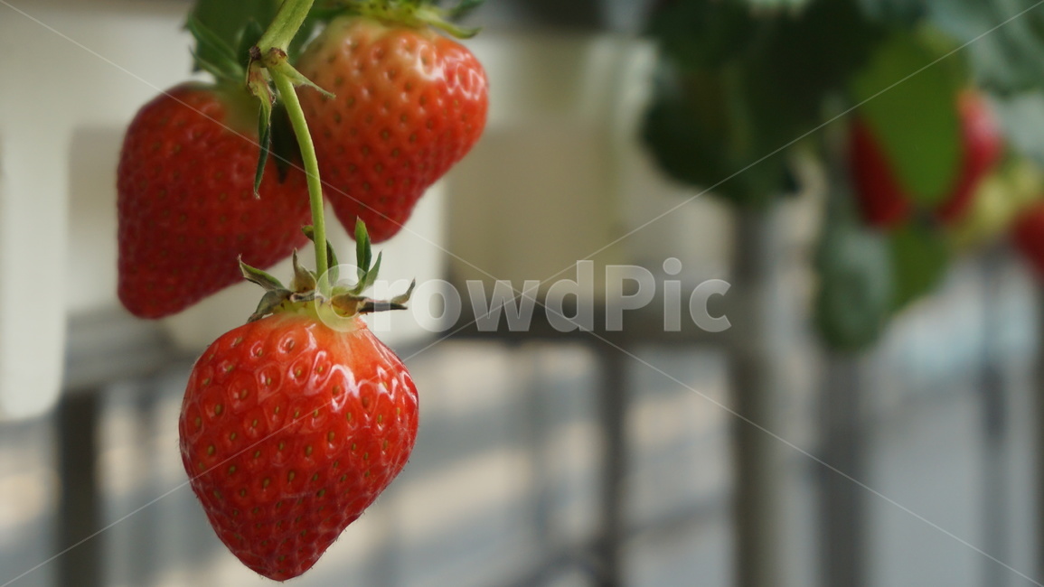과일,음식,식물,딸기,봄열매,붉은열매,과일,열매,fruit