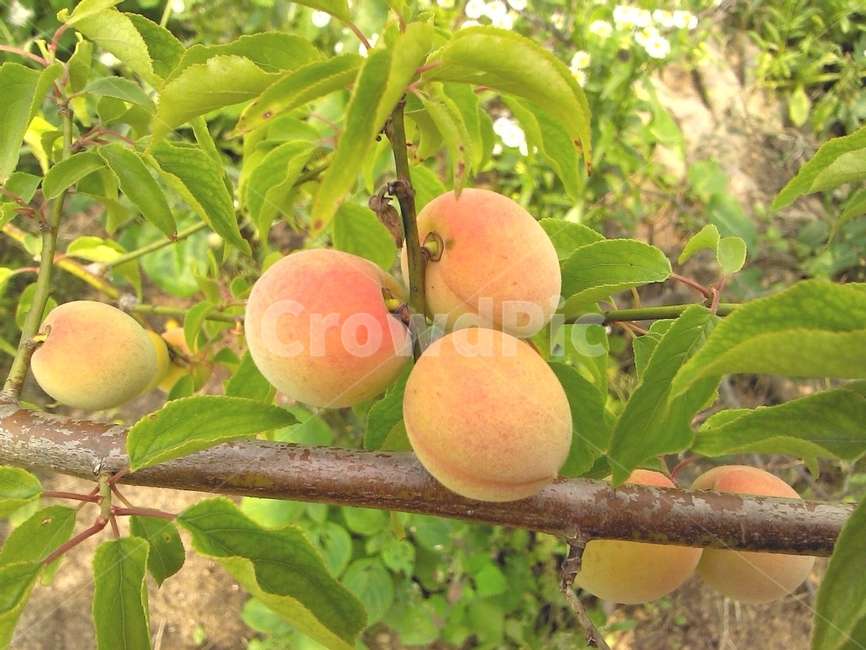 매실,홍매실,열매,과일,매실나무,식물,과일나무,과일,열매,fruit
