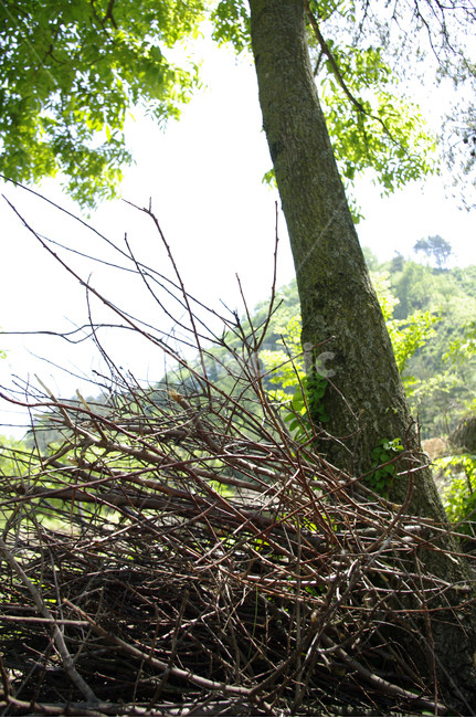 나무,식물,wood,나뭇가지,장작,식물,자연,plants,nature,나무,trees,wood