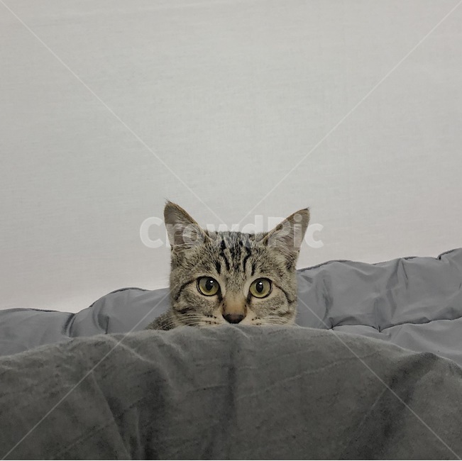고양이,cat,반려동물,animal,동물,포유류,mammal,동물,animal,포유류,mammal,고양이,cat,kitten,kitty