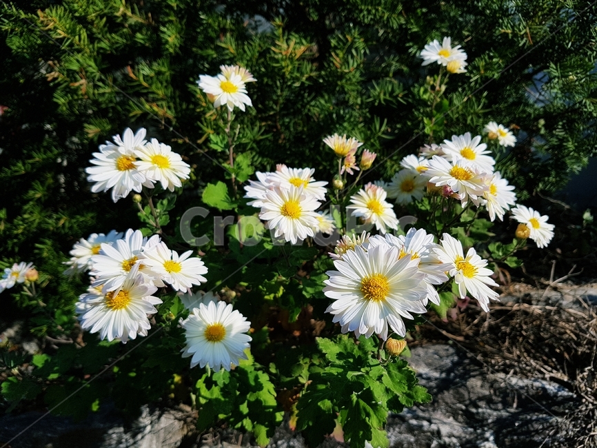 국화,가을국화,하얀꽃,식물,화단,자연,식물,자연,plants,nature,꽃,flower