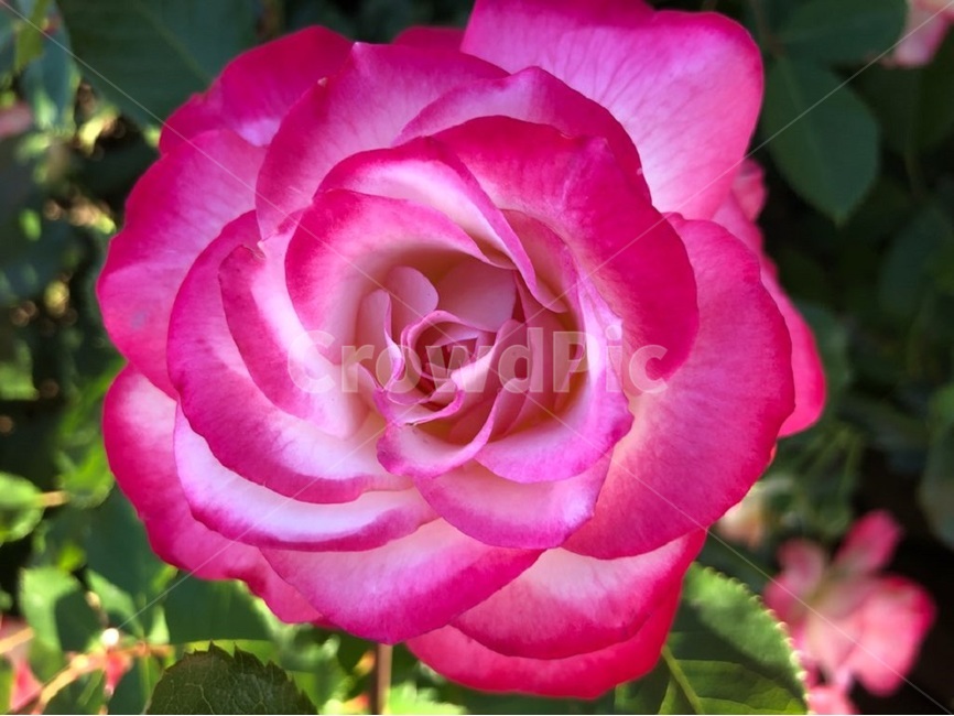 장미,오월,꽃,장미축제,장미꽃사진,식물,자연,plants,nature,꽃,flower
