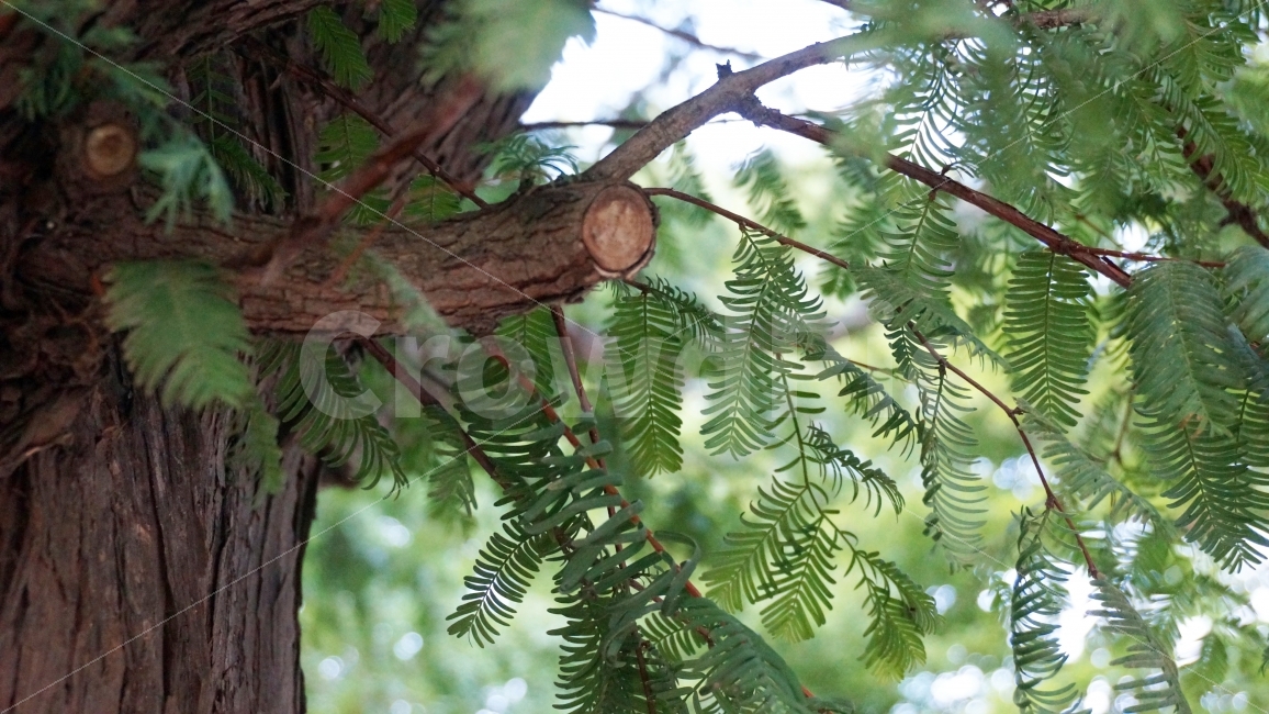 나무,나뭇가지,나뭇잎,잎파리,풀,초록,가지,나무껍질,자연,식물,자연,plants,nature