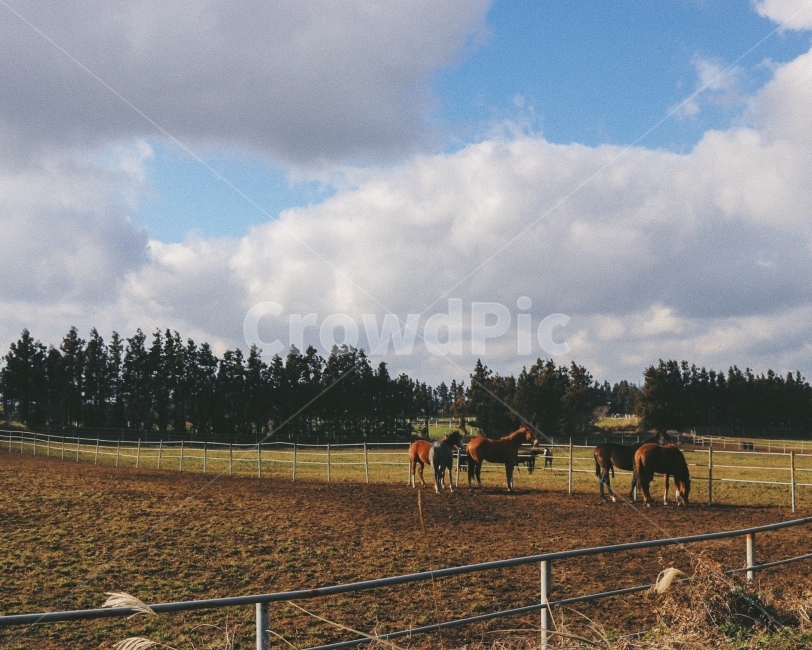 목장,말,제주,제주도,jeju,동물,animal,포유류,mammal,산업,industry,industrial,목축업,목장,livestock farming,ranching,pasture