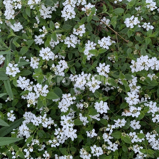 식물,꽃,plant,flower,blossom,식물,자연,plants,nature