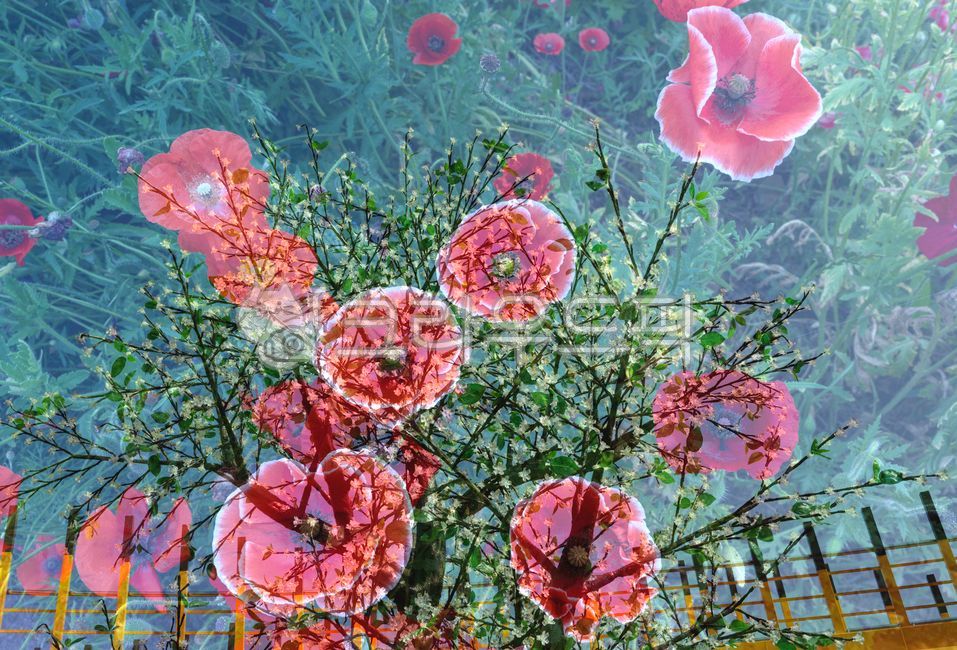 synthesis,poppy,Multiple shots,composite photo,multiple exposure,Emotional photo,red flower,flower,petal,plant,poppy flower
