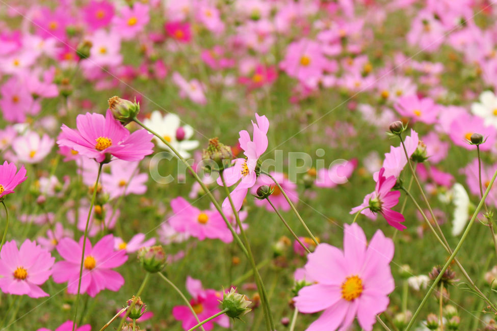 코스모스,가을,자연,꽃,fall,flower,flowers,cosmos,가을,계절,fall,autumn,season,식물,자연,plants,nature,꽃,flower,plant,blossom,petal,꽃잎,geranium,제라늄,spring,봄
