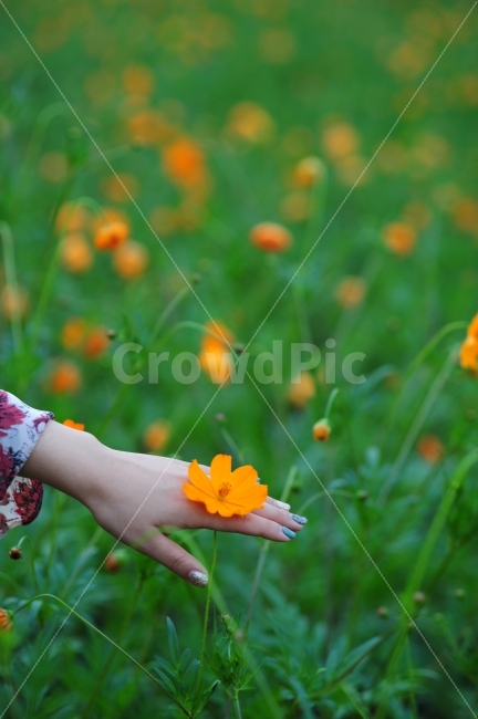 감성,연출,가을,꽃,코스모스,가을,계절,fall,autumn,season,식물,자연,plants,nature,꽃,flower,사람,인물,인간,human,person,연출,컨셉,콘셉,direction,concept