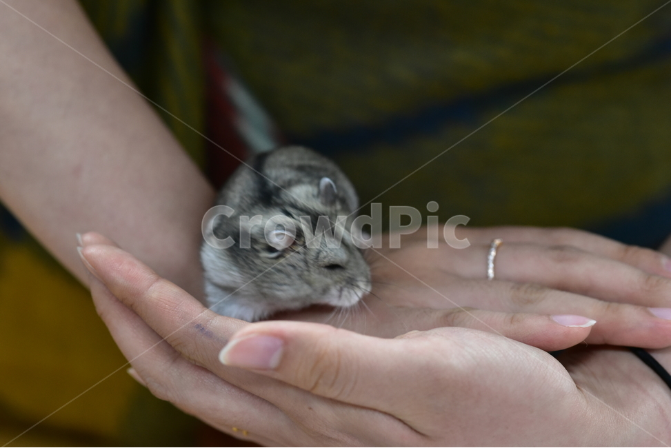 햄스터,동물,애완동물,포유류,펫,귀여움,귀여운,hamsters,mammals,pets,pet,cute,동물,animal,포유류,mammal