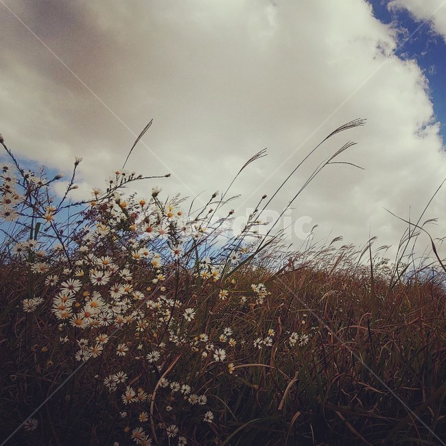 가을하늘,구름,야생화,갈대,힐링,자연,풍경,nature,landscape,grass,잔디,plant,식물
